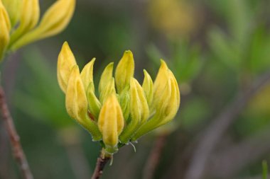 Açelya çiçeklerinin makro görüntüsünü kapat. Rododendron Takvimi