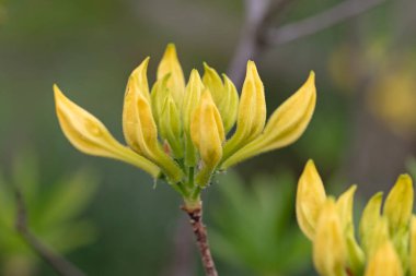 Açelya çiçeklerinin makro görüntüsünü kapat. Rododendron Takvimi