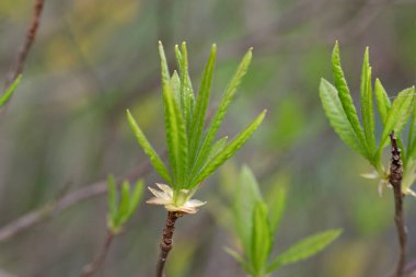 Açelya tomurcuklarının makro görüntüsünü kapat. Rododendron Takvimi