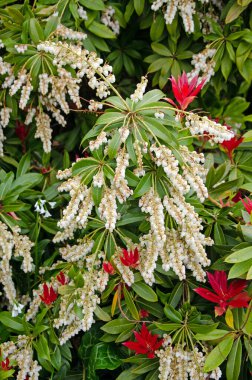 Fetterbush yaprakları ve çiçek tomurcukları, ilkbaharın başlarında
