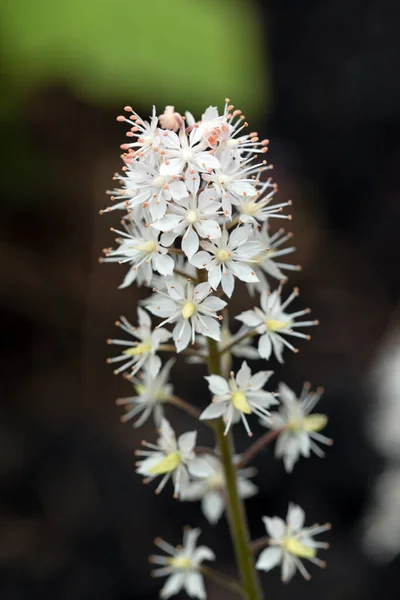 Heartleaf Spumă Închide Imaginea Macro Florilor Tiarella Cordifolia — Fotografie, imagine de stoc