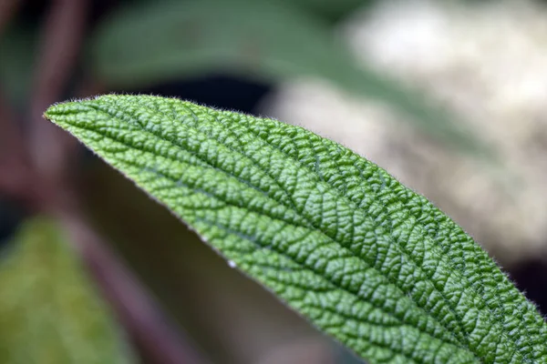 Leatherleaf Viburum Çiçek Açmış Viburnum Rhytidophyllum — Stok fotoğraf