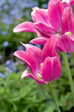 Pembe lalenin güzel yakın çekimi. Makro görüntüyü kapat. Yapraklara çiy damlaları düşer