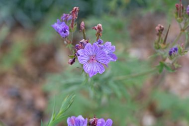 Yapışkan mor sardunya. Çiçeklerin makro görüntüsünü kapat. Seçici odaklanma. Sardunya viskozissimumu