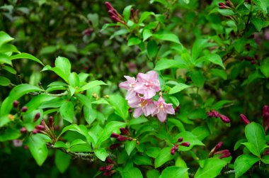 Weigela Florida, çiçek kafa ve baharda yapraklar. Makro resmi kapat