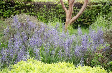 Camassia quamash gibi küçük çalı çalılarının tam kare görüntüsü. Baharın başlarında çiçekler
