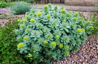 Roseroot Taşrop çiçek açmış çalılar. Sedum rosea