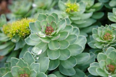 Roseroot Taşrop çiçeği. Yaprakların üzerine düşen suyun makro görüntüsünü kapat. Sedum rosea