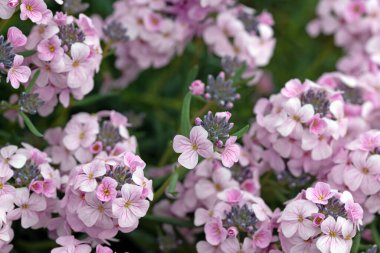 Dame 'ın roket çiçeklerinin görüntüsünü kapat, seçici odaklanma. Hesperis matronalis