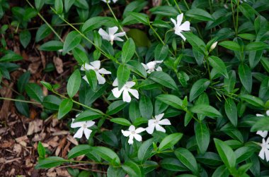 Küçük menekşe çiçekli çalılığın tam çerçeve resmi, Vinca minor