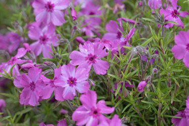 Yosun filizi, yosun pembe çiçekler. Phlox subulata. Makro resmi kapat