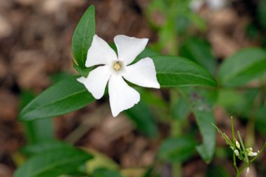 Küçük menekşe çiçeğinin makro resmini kapat, Vinca minor
