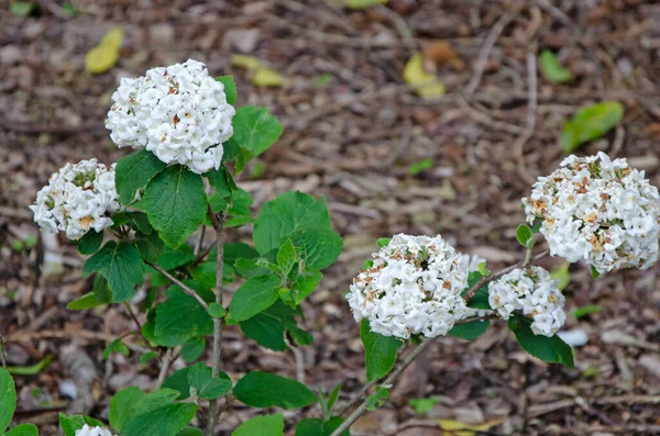 Chiuda Immagine Fiori Spezia Coreani Foglie Primavera Viburnum Carlesii — Foto Stock