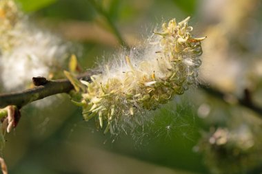 Bebb 'in söğüt tohumlarının makro görüntüsünü kapat. Salix bebbiana