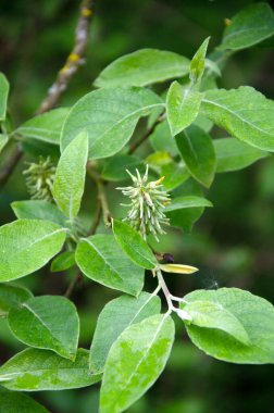 Bebb söğüdünün yapraklarının ve katkinlerinin makro görüntüsünü kapat. Salix bebbiana