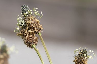 Ribwort plantain 'ın makro görüntüsünü kapatın. Baharın başında. Bitki örtüsü.