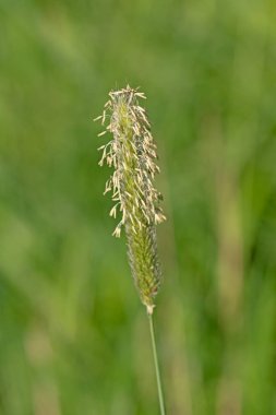 Baharın başında çayır tilki kuyruğu otunun makro görüntüsünü kapat. Alopecurus pratensis