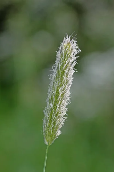 Close Macro Image Meadow Foxtail Grass Early Spring Alopecurus Pratensis — Stock Photo, Image