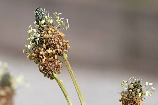 关闭宏观图像的丝绒花盆 兰科拉塔的种植园 — 图库照片