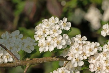 Hawthorn çiçeklerinin makro görüntüsünü tam çiçekle kapat, Crataegus monogyna. Seçici odak