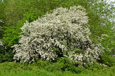 Alıç ağacının tam çerçeve görüntüsü. Crataegus monogyna