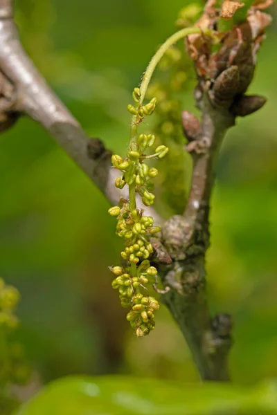 Close Macro Image English Oak Very Young Flowers — Stock Photo, Image