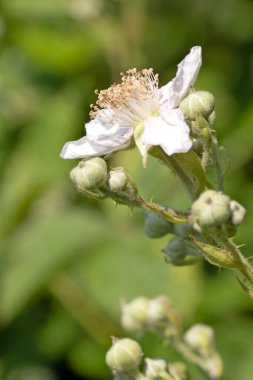 Himalaya böğürtlen çiçeği ve tomurcuklarının makro görüntüsünü kapat, Rubus armeniacus