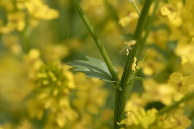 Su teresi yaprağı ve gövdesinin makro görüntüsünü kapat. Barbarea vulgaris