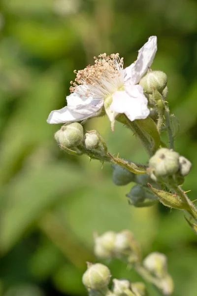 Immagine Ravvicinata Macro Fiore Boccioli Mora Himalayana Rubus Armeniacus — Foto Stock