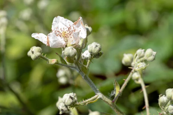 Imagen Cerca Macro Flor Brotes Mora Del Himalaya Rubus Armeniacus — Foto de Stock