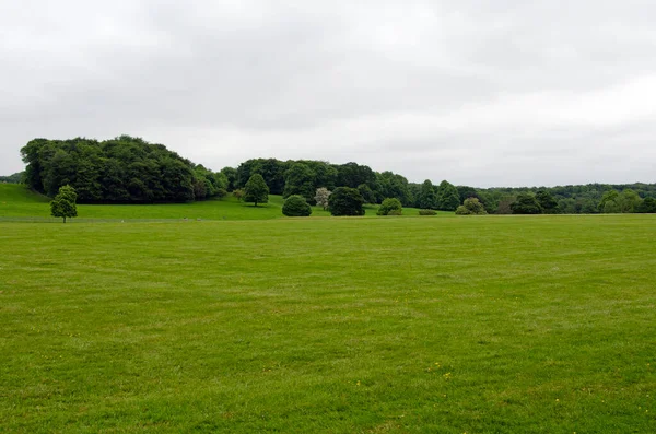 Freshly Mowed Green Meadow Woodland Background — Stock Photo, Image