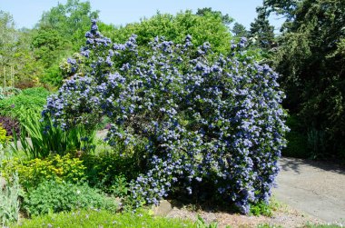 Mavi çiçekli çalıların makro görüntüsünü tam çiçekle kapat, Ceanothus thyrsiflorus