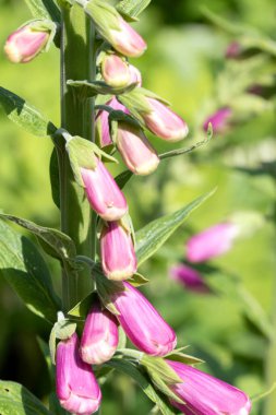 İlkbaharda mor ya da yüksükotu çiçek tomurcuklarının makro görüntüsünü kapat. Digitalis purpurea