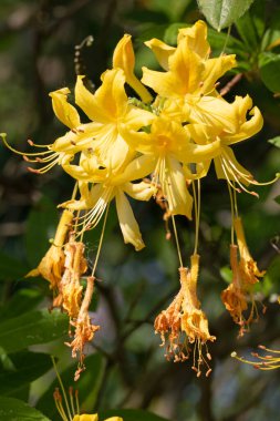 Alev açelya çiçeklerinin makro görüntüsünü kapat. Rododendron Takvimi