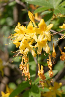 Alev açelya çiçeklerinin makro görüntüsünü kapat. Rododendron Takvimi