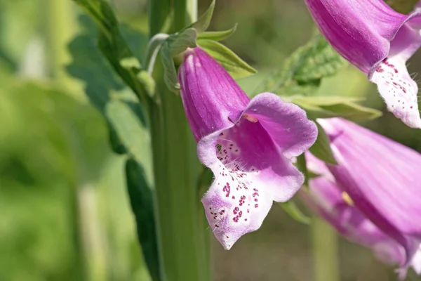 Zavřít Makro Obraz Fialové Nebo Běžné Foxrukavice Květiny Digitalis Purpurea — Stock fotografie