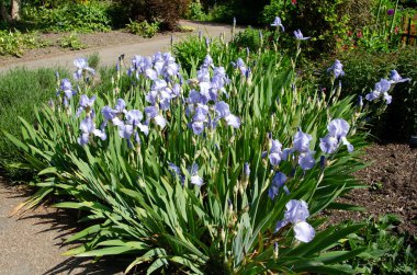Alman iris çalısının tam kare görüntüsü, Iris Germanica