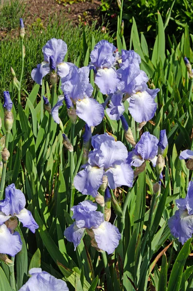Close up macro image of German iris flowers, Iris germanica