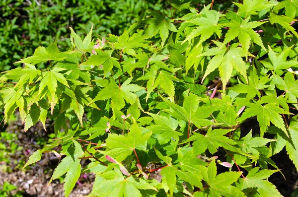 Nahaufnahme Von Japanischen Ahornblättern Acer Palmatum — Stockfoto