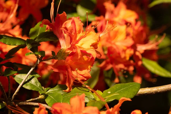 Flame Azalea Close Macro Image Selective Focus Rhododendron Calendulaceum — Stock Photo, Image