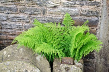 Eğreltiotunun yakınındaki eski taş öğütücü tekerlekler arasında büyüyor. Abbeydale Sanayi Hamleti, Sheffield Müzeleri