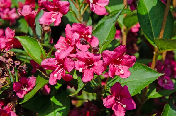 stock image Close up macro image of old fashioned weigela flowers in spring. Weigela florida