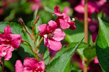 Çiçeğin içinde bir arı olan eski moda Weigela çiçeğinin makro görüntüsünü kapat. Weigela florida