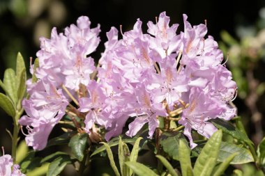 Pasifik rhododendron çiçekleri görüntüyü kapatır. Rododendron makrofili