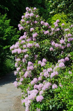 Pasifik rhododendronu 'nun tam kare görüntüsü. Rododendron makrofili
