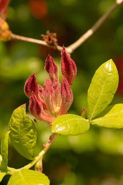 Alev Açelyası Çiçek Tomurcuğunun Makro Görüntüsünü Kapat Rododendron Takvimi — Stok fotoğraf