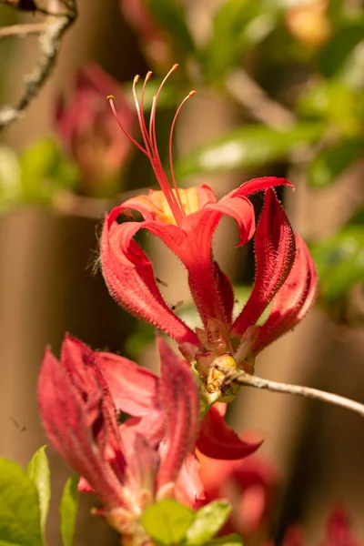 Close Macro Image Flower Flame Azalea Rhododendron Calendulaceum — Stock Photo, Image