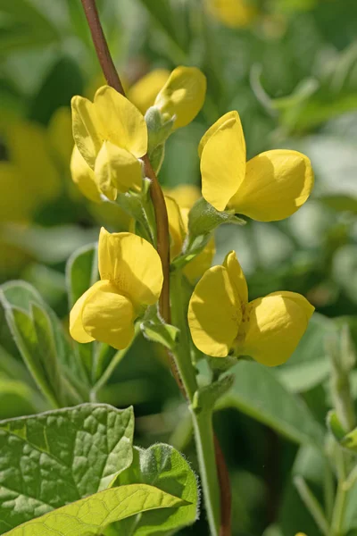 Makroaufnahme Falsche Lupinen Oder Goldbanner Blumen Montaner Thermopsis — Stockfoto