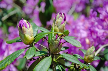 Mor rhododendron çiçek tomurcukları ve yapraklarının makro resmi