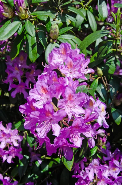 Imagen Cerca Flores Hojas Rododendro Púrpura —  Fotos de Stock